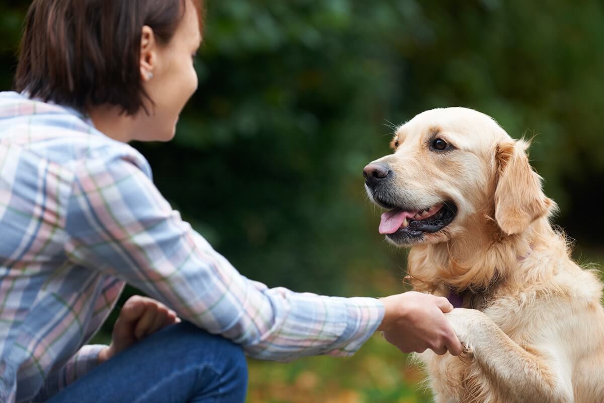 female client meeting dog as she learns what is animal assisted therapy