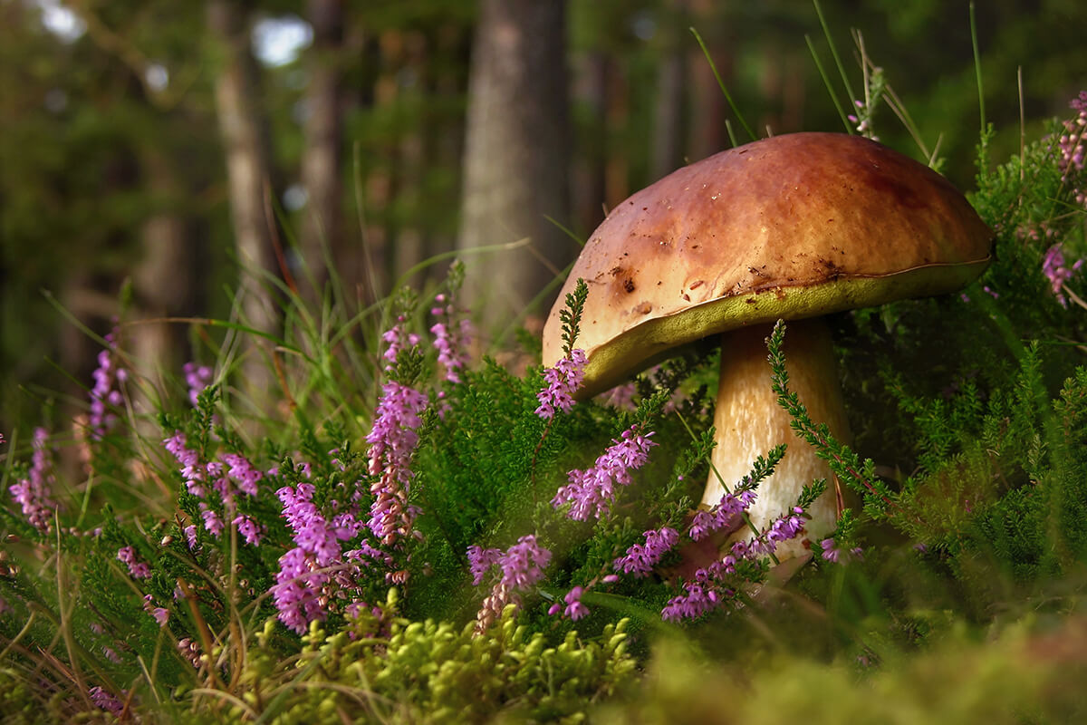 magic mushrooms growing in a field