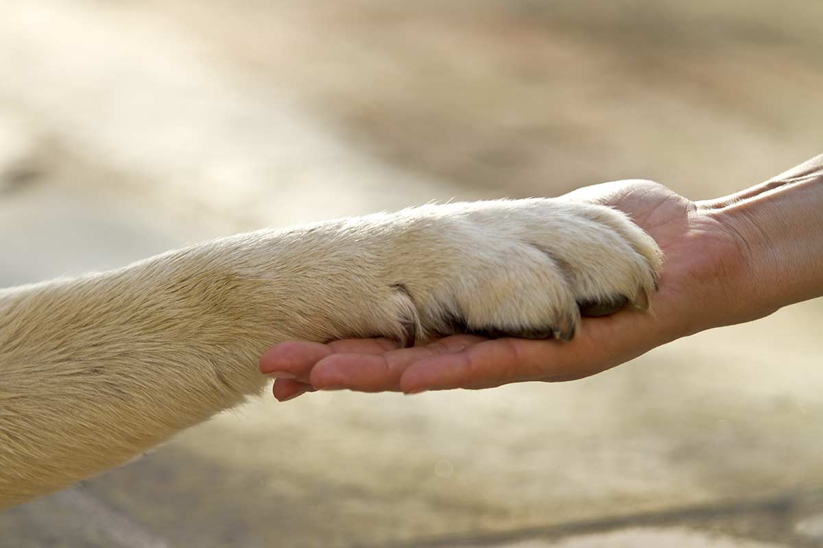 5 Benefits of Animal Assisted Therapy | Addiction Rehab Texas